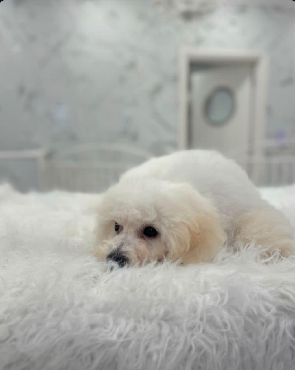 Pomeranian Grooming