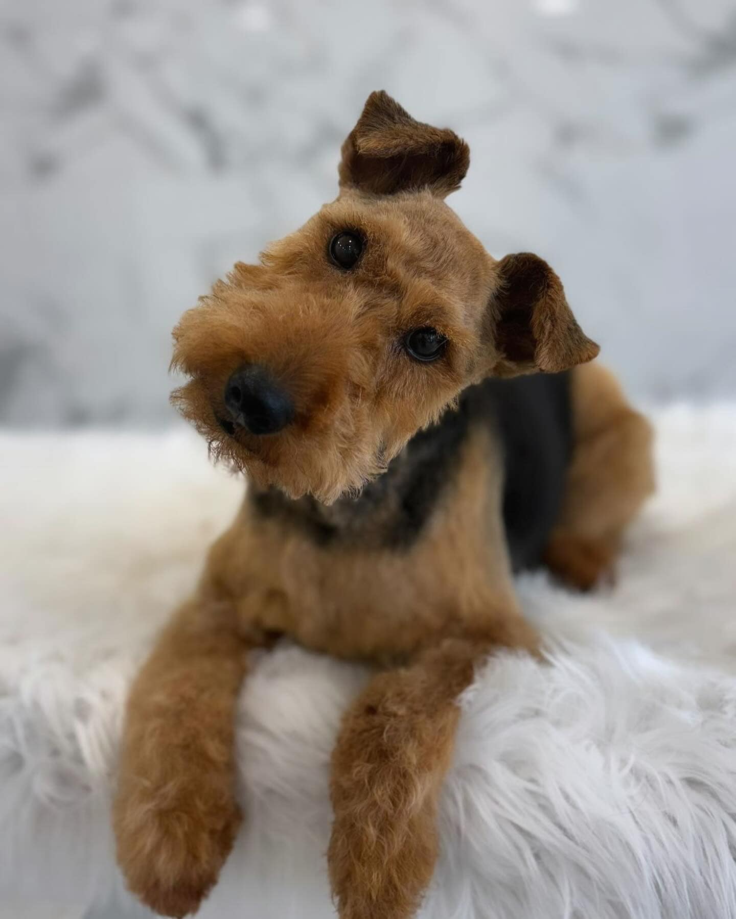 Schnauzer Grooming